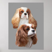 Cavalier King Charles Spaniel Pretty Girls Print posters