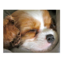 Cavalier King Charles Spaniel Puppy Postcard