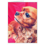 Cavalier King Charles Spaniel Ruby  Greeting Card