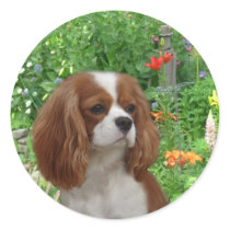 Cavalier King Charles Spaniel Sticker