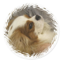 Cavalier King Charles Spaniel Sticker