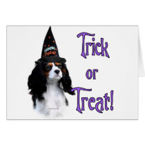 Cavalier King Charles Spaniel Trick