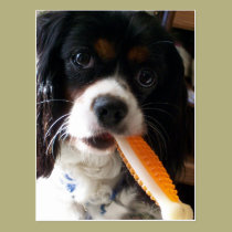 Cavalier King Charles Spaniel with Bone postcards