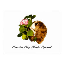Cavalier King Charles Spaniel With Flower Post Card
