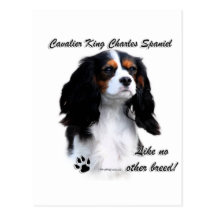 Cavalier Like No Other Breed Post Card