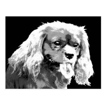 Cavalier spaniel postcard