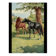 Cavalier vintage d'étalon de jument de cheval cartes postales