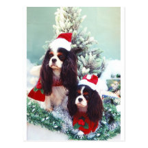 Cavaliers at Christmas Post Card