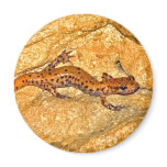 Cave Salamander Refrigerator Magnet