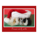 Cavy Christmas Guinea Pig Post Card