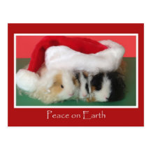 Cavy Christmas Guinea Pig Post Card