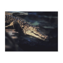 Cayman crocodile post cards