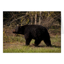 CBB Chubby Black Bear Card