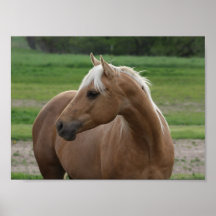 Ce qui est Sizzlin Jac Posters