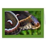 Cecropia Wing Greeting Cards