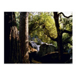 Cedar, Pine, And Oak Trees, Yosemite Valley Post Cards
