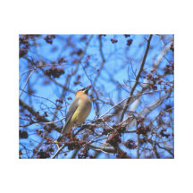 Cedar Waxwing Canvas Wrapped Art Canvas Prints