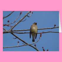 Cedar Waxwing cards