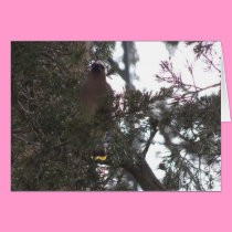 Cedar Waxwing Delight cards