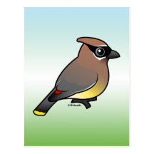 Cedar Waxwing Post Card
