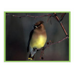 Cedar waxwing post card