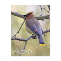 Cedar Waxwing Postcard