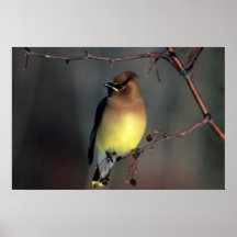 Cedar Waxwing Poster