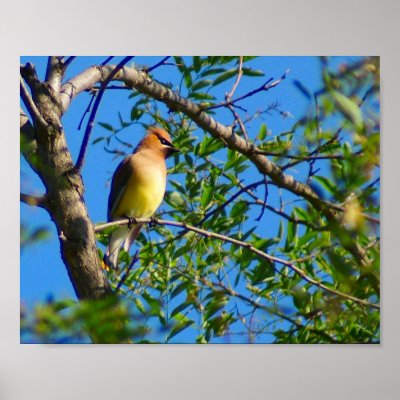 Cedar Waxwing Print by SuRi_Photography
