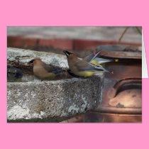 Cedar Waxwings And Birdbath cards