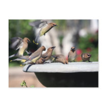 Cedar Waxwings at Bird Bath Postcard