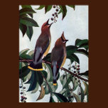 Cedar Waxwings in a Wild Black Cherry Tree posters