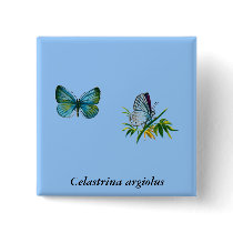 Celastrina argiolus (male)