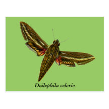 Celerio de Deilephila Carte Postale