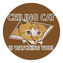 Celing cat is watching you!