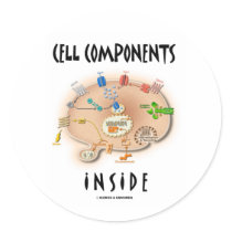 Cell Components Inside