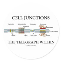 Cell Junctions The Telegraph Within
