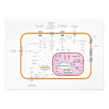 Cell Signal Transduction Pathways Diagram Personalized Announcements