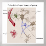 Cells of Central nervous system Poster