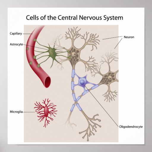 Cells of Central nervous system Poster