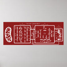 Cellular Respiration 42x16 Print