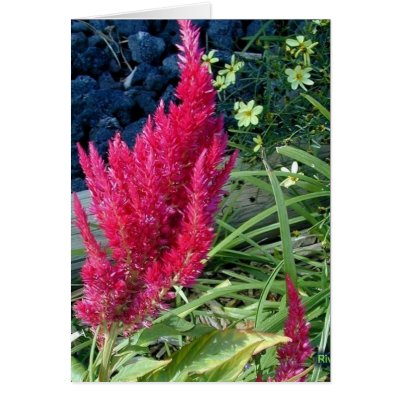 Celosie Greeting Card by Riviere