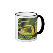 Central America, Honduras. Keel-billed Toucan Mugs