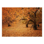 Central Park Autumn - New York City Photograph