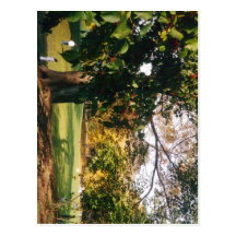 Central Park en automne Cartes Postales