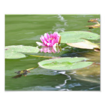 Central Park "Lily Pads" Photo