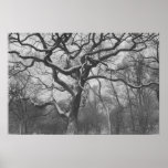 Central Park, NYC posters