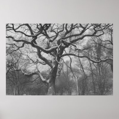 Central Park, NYC Print by hilory10028