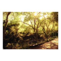 Central Park Summer Sun - New York City Photograph