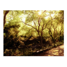 Central Park Summer Sun - New York City Postcards