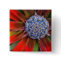 Centre of a blooming agave - San Francisco
